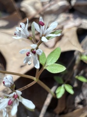 Erigenia bulbosa