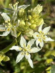 Toxicoscordion fremontii