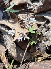 Erigenia bulbosa