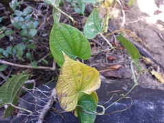 Dioscorea buckleyana