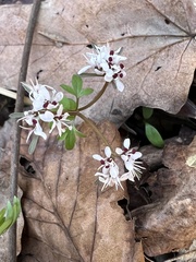 Erigenia bulbosa