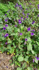 Phacelia minor