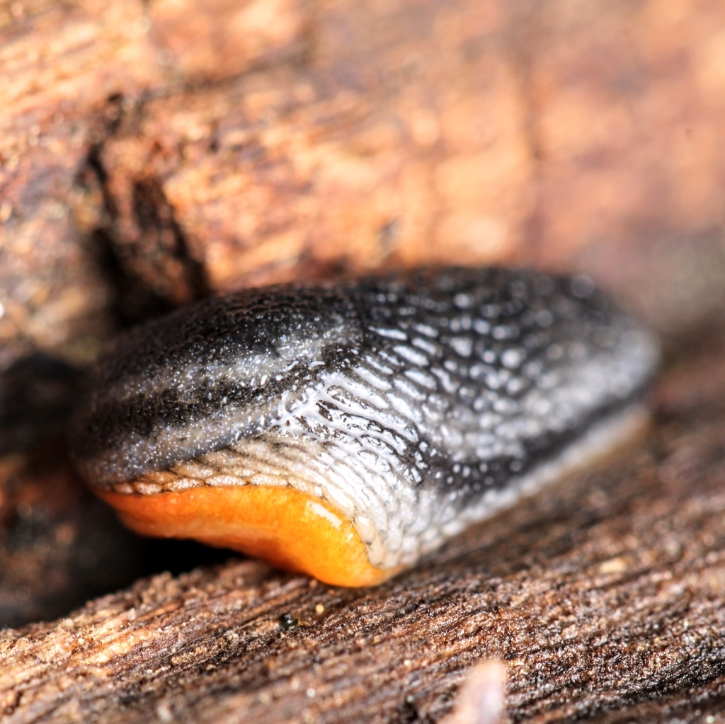 Blue-black Soil Slug