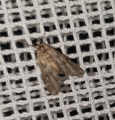 Hygraula nitens