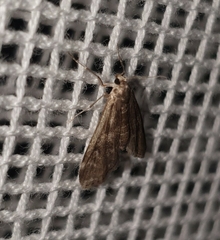Hygraula nitens