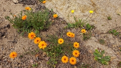 Dimorphotheca sinuata