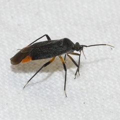 Polymerus