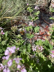 Ocybadistes walkeri sothis