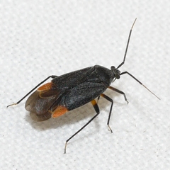 Polymerus