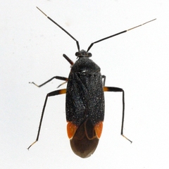 Polymerus