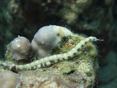 Corythoichthys intestinalis