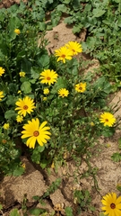 Dimorphotheca sinuata