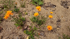 Dimorphotheca sinuata