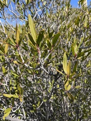 Pleradenophora bilocularis