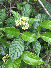 Psychotria rufipes