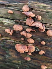 Deconica horizontalis