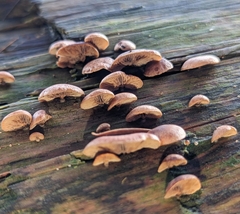 Deconica horizontalis