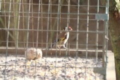 Carduelis carduelis