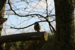 Cyanistes caeruleus