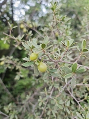 Diospyros lycioides lycioides