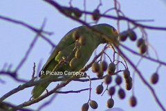 Amazona autumnalis autumnalis