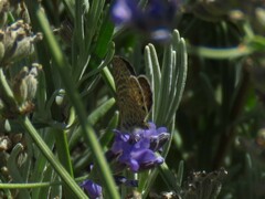 Leptotes trigemmatus