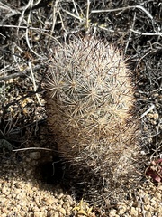 Escobaria alversonii