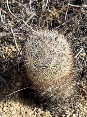 Escobaria alversonii