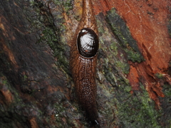 Schizoglossa