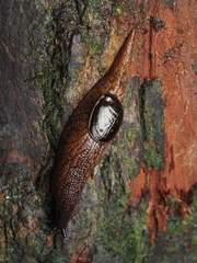 Schizoglossa