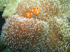 Amphiprion percula