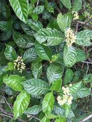 Psychotria rufipes