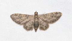 Gymnoscelis acidna