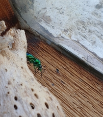 Chrysidoidea