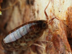 Amphipoda