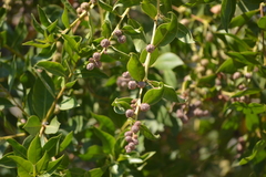 Conocarpus erectus