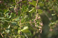 Conocarpus erectus