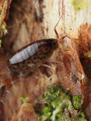 Amphipoda