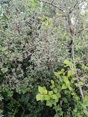 Diospyros lycioides lycioides