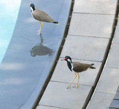 Vanellus indicus
