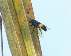 Vespa tropica