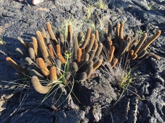 Brachycereus nesioticus