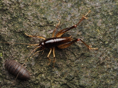 Hemiandrus nox