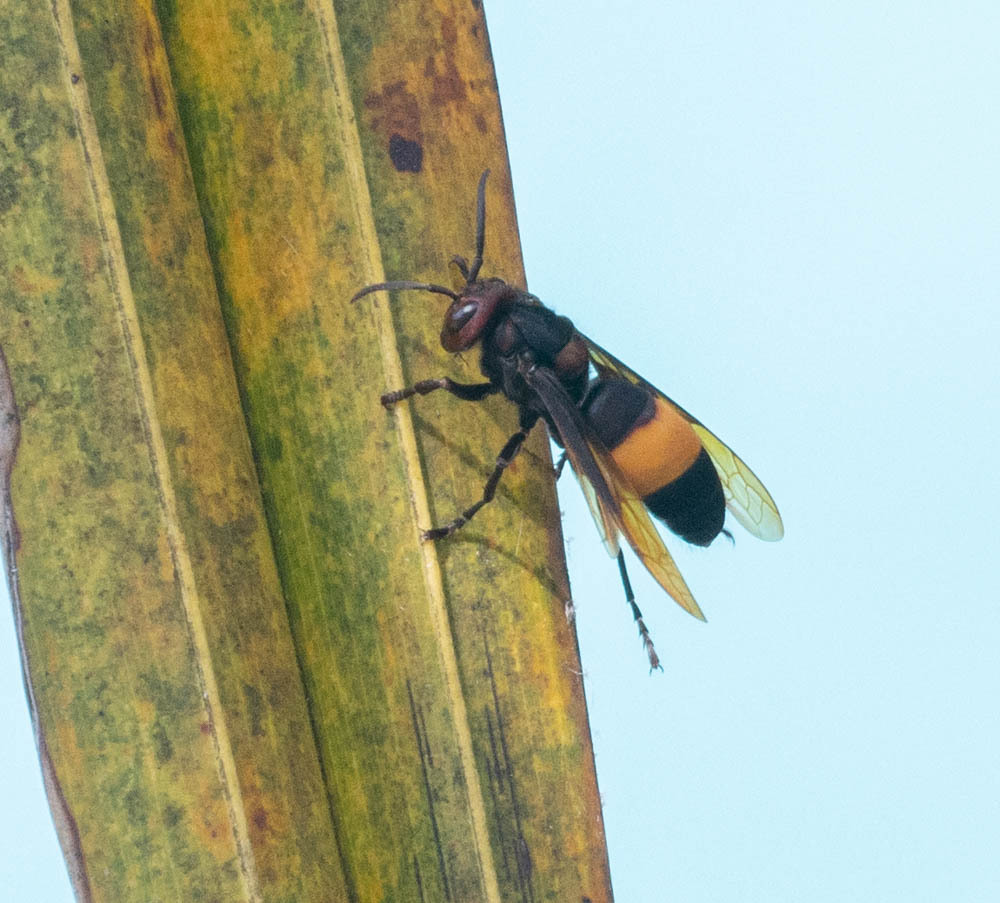 Vespa Tropica (Linnaeus, 1758)