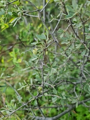 Diospyros lycioides lycioides