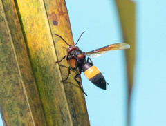 Vespa tropica