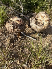 Agaricus deserticola