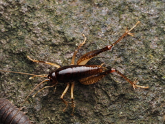 Hemiandrus nox