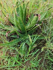 Aloe greatheadii davyana