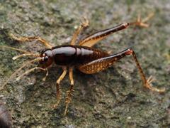 Hemiandrus nox